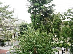 校門前の木も強い風で大きく揺れています
