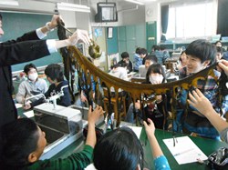 わかめ原藻の長さにびっくり!