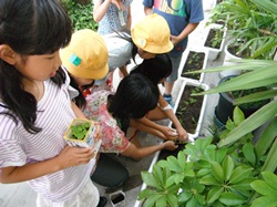 一人一人の苗を丁寧に植え替えます