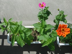 オレンジとピンクの花がきれいですね~百日草