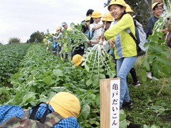 かわいい江戸野菜の亀戸だいこんは、葉っぱがすごいね