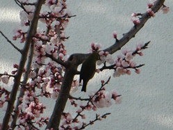 かわいらしいメジロが2羽やってきました