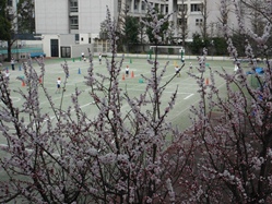 朝は3分咲き程度でしたが、午後にはほぼ満開になりました