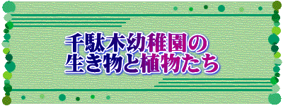 千駄木幼稚園の生き物と植物たち